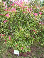 Photinia - Photinia x fraseri Red Robin (fam Rosacees) (02) (Photo F. Mrugala)